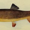 A cutthroat trout, Wyoming's signature lake fish