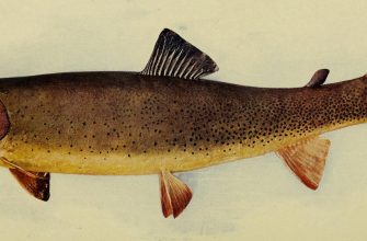 A cutthroat trout, Wyoming's signature lake fish