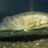 A walleye, the prize of Wyoming's plains reservoirs