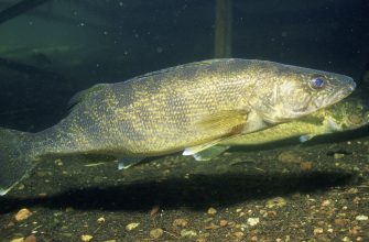 A walleye, the prize of Wyoming's plains reservoirs